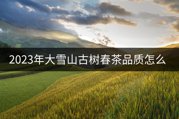 2023年大雪山古樹春茶品質(zhì)怎么樣? 2023年大雪山古樹春茶品質(zhì)怎么樣?