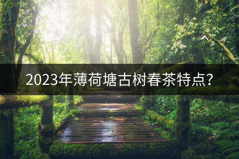 2023年薄荷塘古樹春茶特點(diǎn)？
