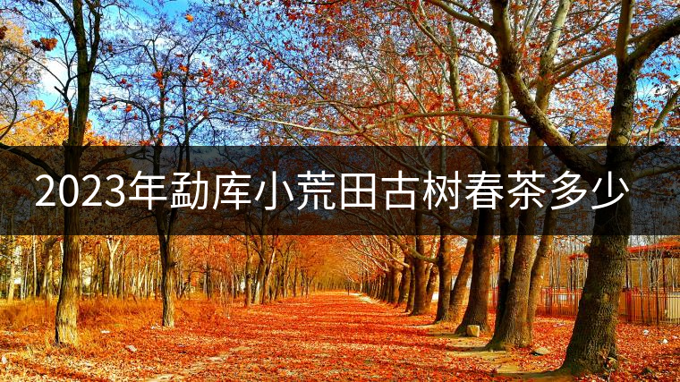 2023年勐庫(kù)小荒田古樹(shù)春茶多少一公斤？