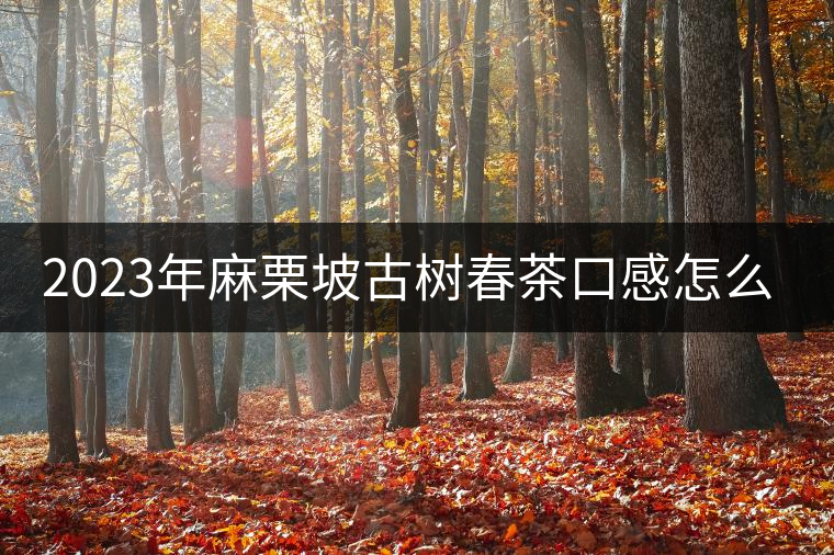 2023年麻栗坡古樹(shù)春茶口感怎么樣？