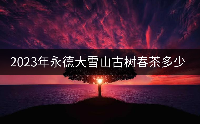 2023年永德大雪山古樹春茶多少一公斤？