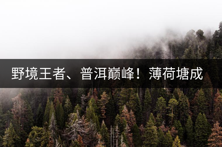 野境王者、普洱巔峰！薄荷塘成為普洱無冕之王的十大原因
