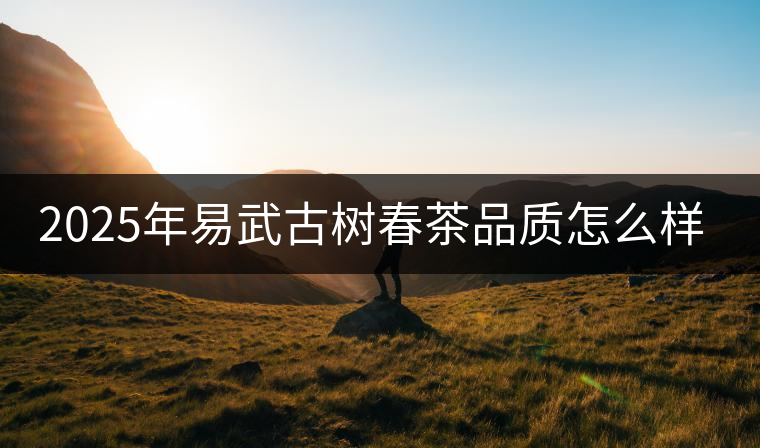 2025年易武古樹春茶品質(zhì)怎么樣？