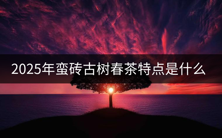 2025年蠻磚古樹春茶特點(diǎn)是什么？