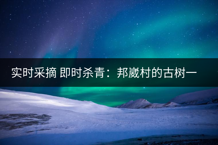 實(shí)時(shí)采摘 即時(shí)殺青：邦崴村的古樹一般都比較高大，我今年爬到10米高的樹梢上拍茶農(nóng)采茶，一顆完整的古樹頭春茶的采摘需要6-7個(gè)婦女花半個(gè)小時(shí)共同完成，鮮葉才下來以后要及時(shí)殺青，才能保證茶葉后期的鮮爽感。