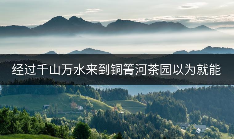 經(jīng)過千山萬水來到銅箐河茶園以為就能收到茶了？