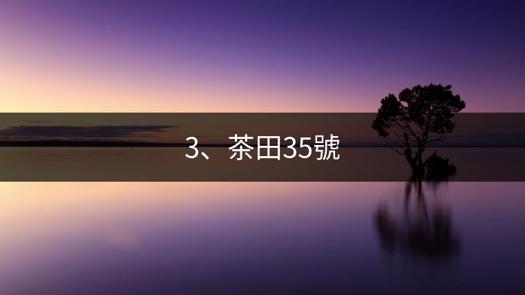 3、茶田35號