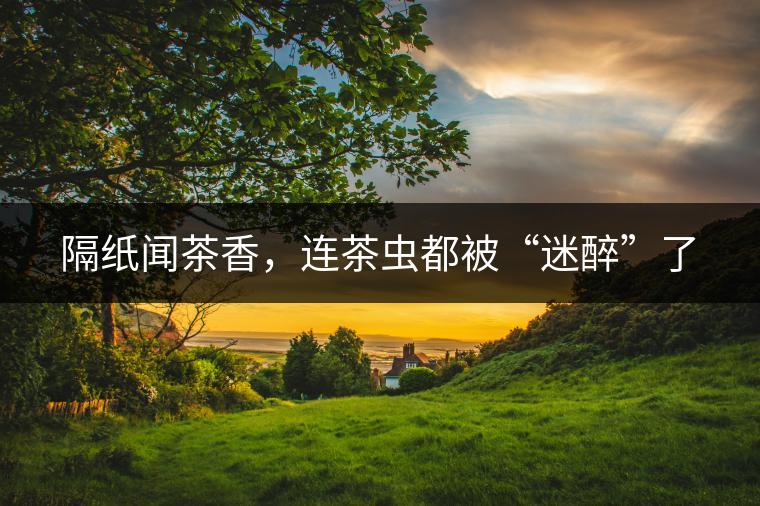 隔紙聞茶香，連茶蟲都被“迷醉”了