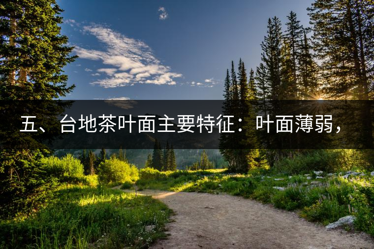 五、臺地茶葉面主要特征：葉面薄弱，如薄紙易折;沖泡之后無力恢復(fù)彈性，甚至多次沖泡也不能展開，葉子愈薄愈差。