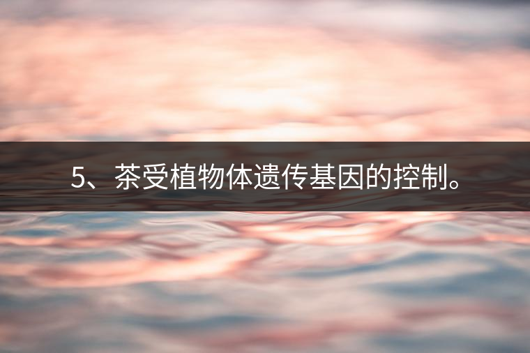 5、茶受植物體遺傳基因的控制。