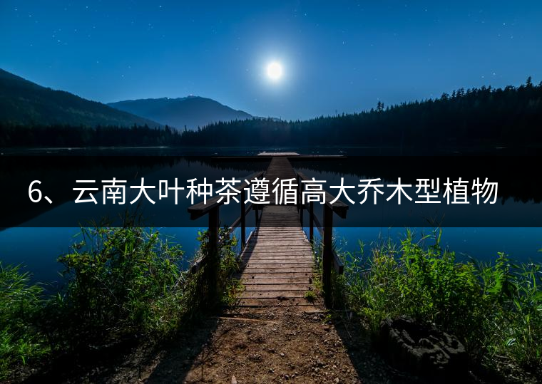 6、云南大葉種茶遵循高大喬木型植物的普遍規(guī)律。