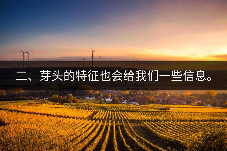 二、芽頭的特征也會給我們一些信息。