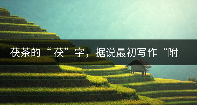 茯茶的“ 茯”字，據(jù)說最初寫作“附”，意思就是非“正”品，次等貨。茯磚茶選料多用質(zhì)地很老的茶葉，加上茶梗與枝葉拼配。陳化后，性溫，有著獨特的營養(yǎng)價值，更有助于幫助消化去膩。有些時候，茶傳播也有尷尬的時候，今天中原大地流行喝陳茶的時候，這個地方卻開始喝新茶。喝也喝出問題來，磚茶不適合品新，因為老枝葉含氟高的緣故，許多牧民甚至氟中毒，國家正在著手解決這一問題。但從根本上來說，還是需要消費者回到自己的傳統(tǒng)，把茶葉的儲藏習慣繼續(xù)保留。