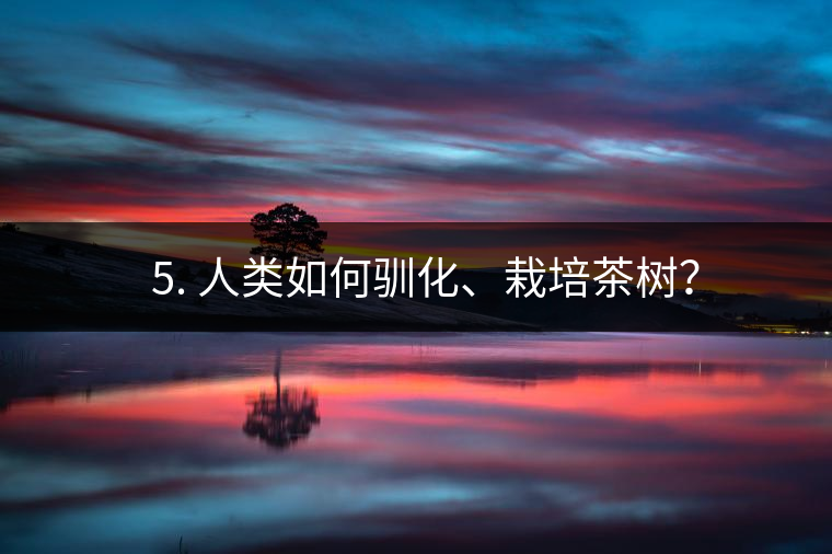 ??5. 人類如何馴化、栽培茶樹？