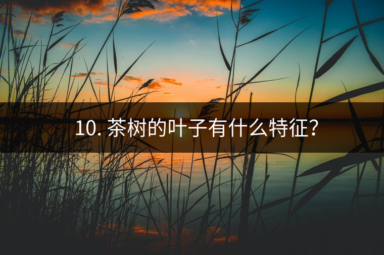 ? 10. 茶樹的葉子有什么特征？