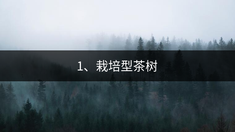 1、栽培型茶樹