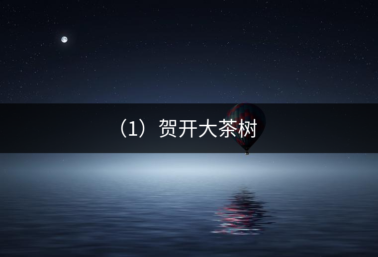 具有代表性的大茶樹(shù)有