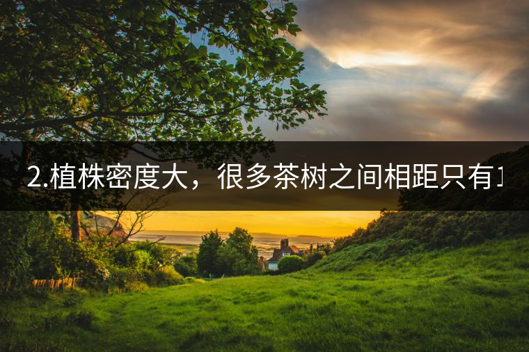 2.植株密度大，很多茶樹(shù)之間相距只有1-2米。