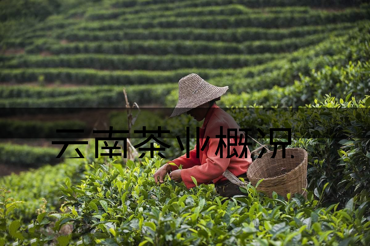 云南茶業(yè)概況簡(jiǎn)單介紹(四講) 云南茶業(yè)概況簡(jiǎn)單介紹(四講)
