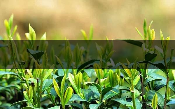 不同的身體癥狀分別該喝什么茶？