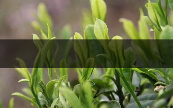 什么是雨前茶？雨前茶有何特點(diǎn)？