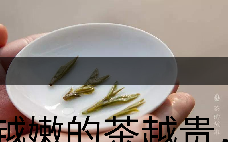 越嫩的茶越貴，但越貴的茶就越好嗎？-3