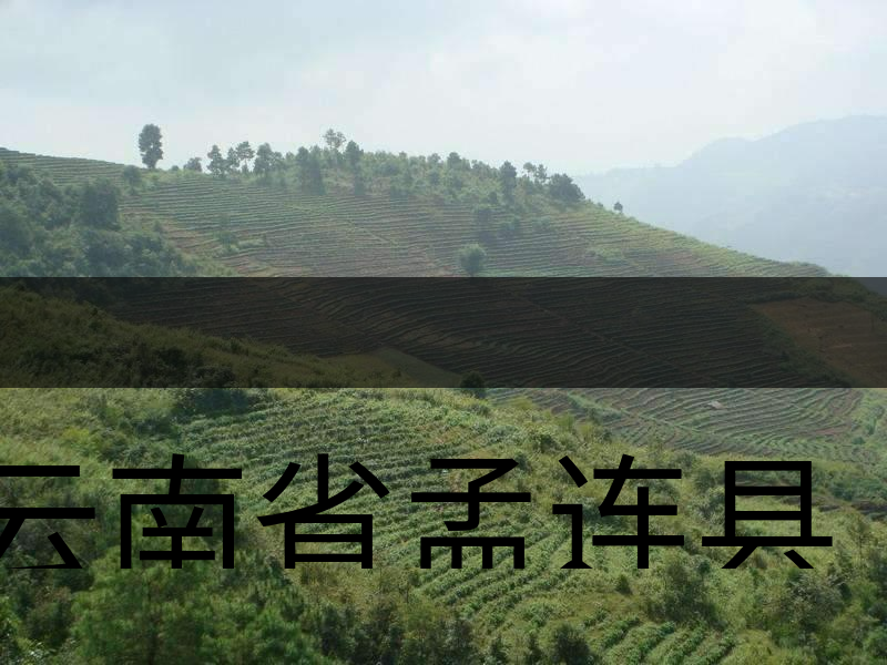 云南省孟連縣茶業(yè)概況簡(jiǎn)述（下敘）