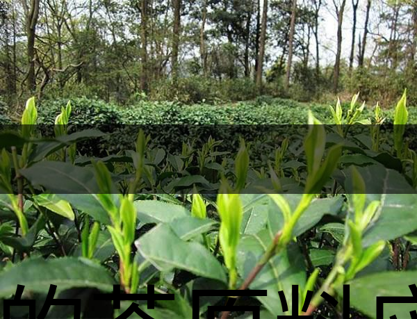 好的茶原料應(yīng)具備的幾個(gè)必要條件？