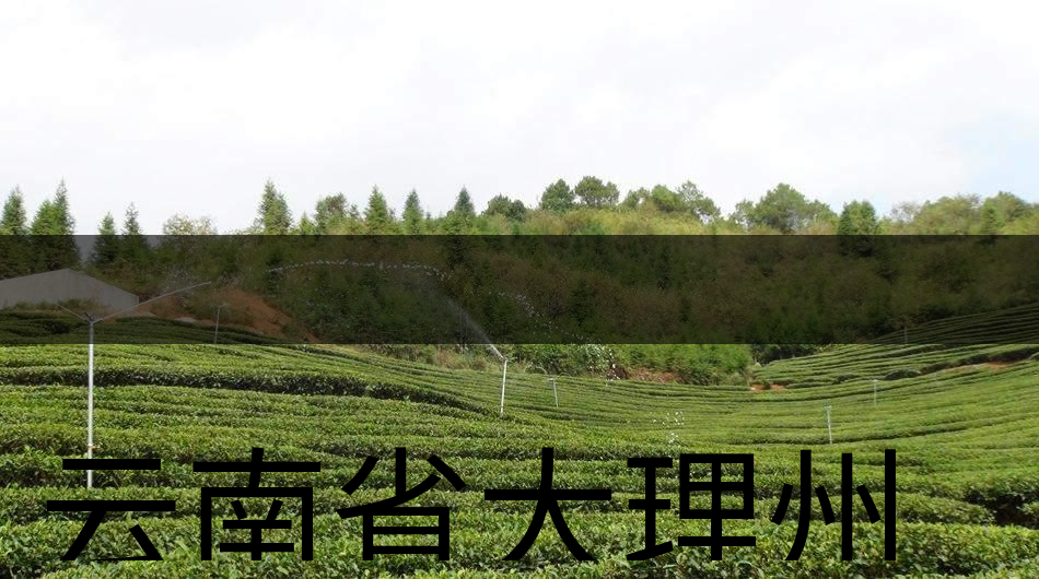 云南省大理州云龍縣茶業(yè)概況簡(jiǎn)述(第三講) 云南省大理州云龍縣茶業(yè)概況簡(jiǎn)述(第三講)