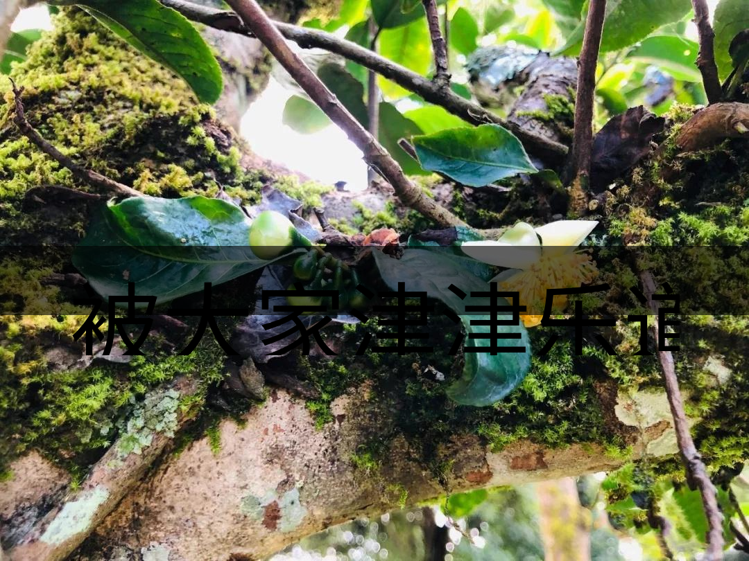 被大家津津樂道的森林茶，你知道是什么？-4-1