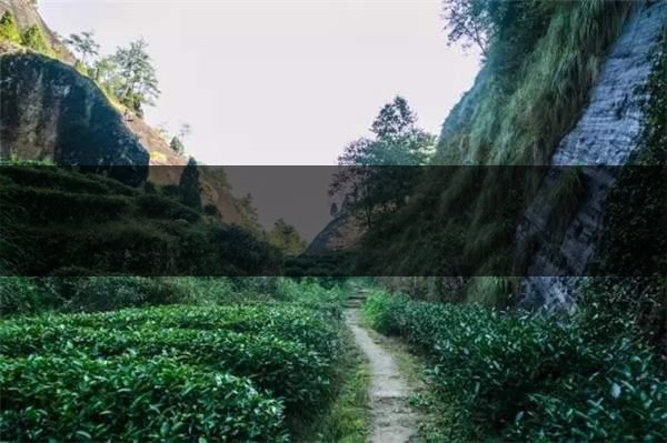 喝武夷山巖茶的香，什么是工藝香？-3