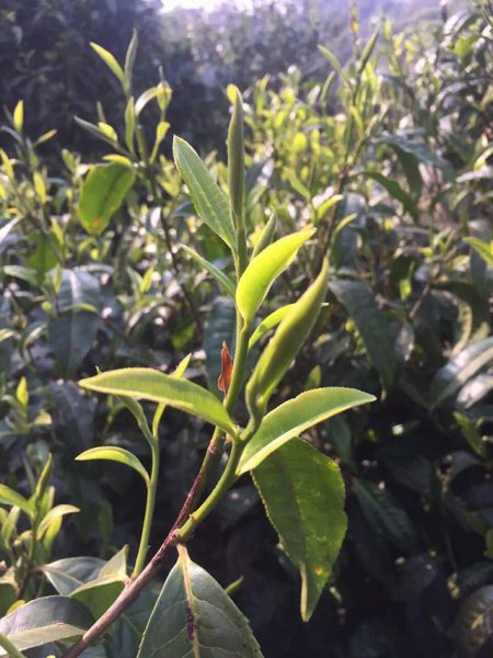 為什么古樹(shù)普洱春茶這么受追捧？