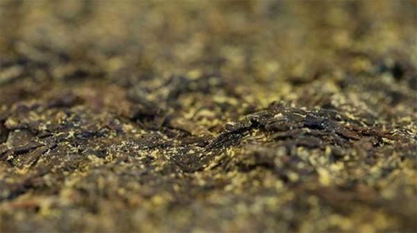 你手中的茯茶金花有可能是假金花？