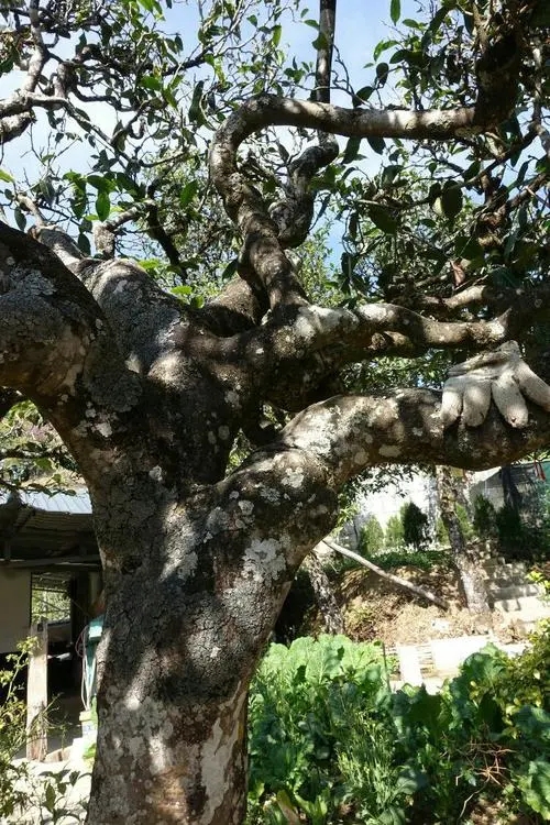 2021年冰島秋茶為何也受喜愛(ài)？