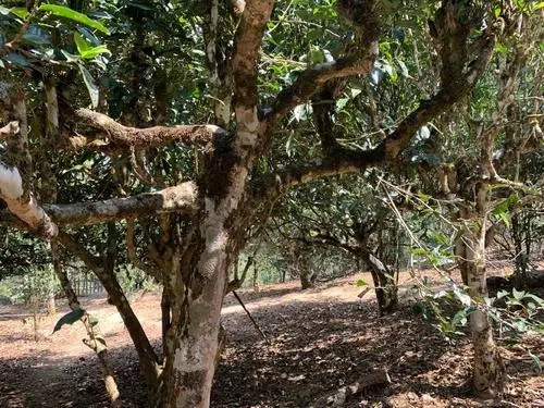 2021年磨烈古樹(shù)秋茶特點(diǎn)？