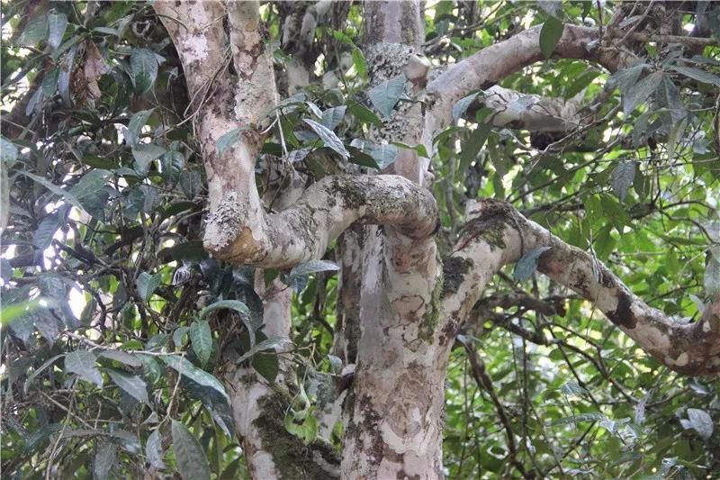 2021小戶賽古樹秋茶與冰島茶哪里不一樣？