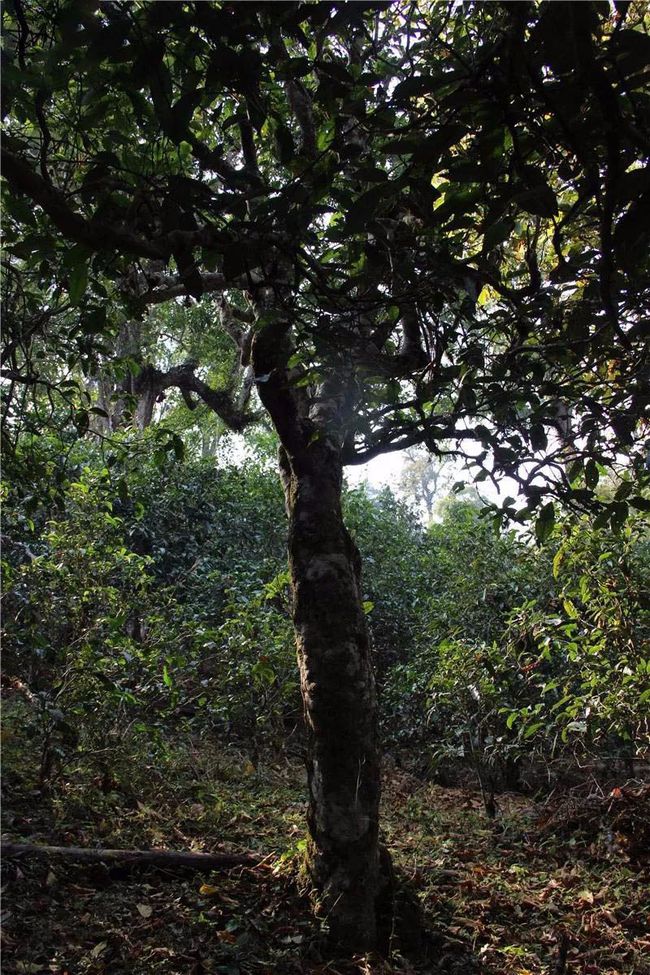 2021年大戶賽古樹(shù)秋茶特點(diǎn)？