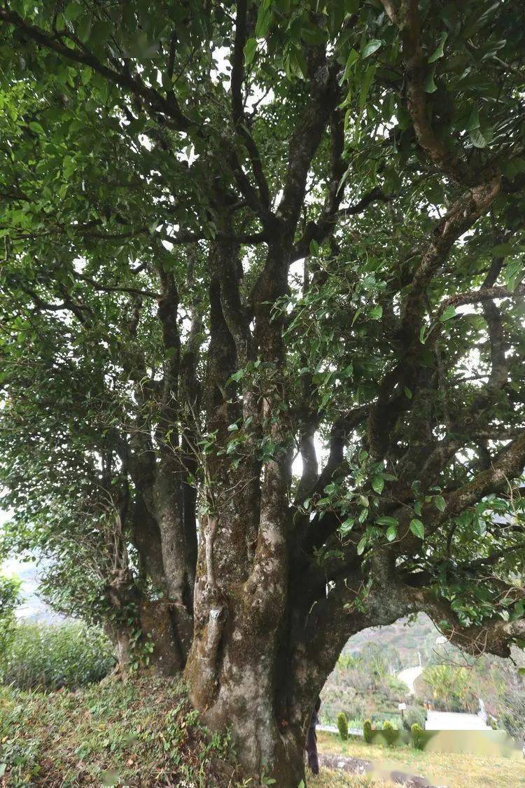 2021臨滄大戶賽秋茶因何被稱為潛力股？