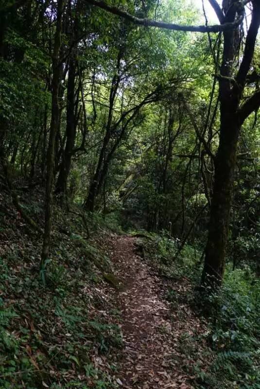 2021年大戶(hù)賽古樹(shù)秋茶價(jià)格是多少？