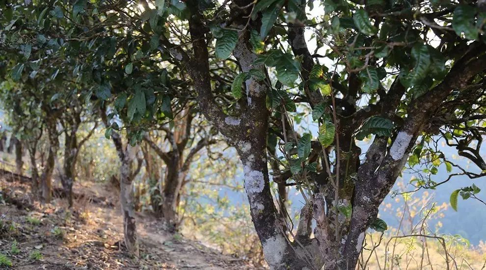 2021年大雪山古樹秋茶口感品鑒？