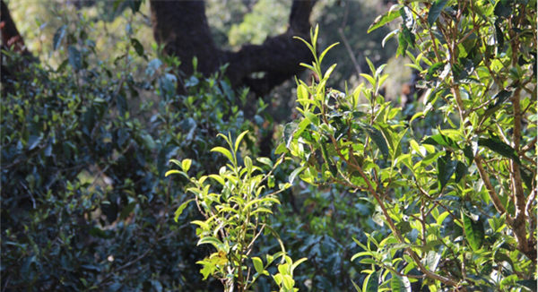 2021大雪山古樹(shù)秋茶香甜順滑！