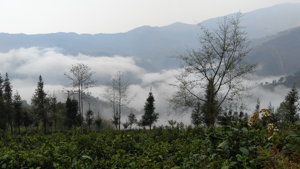 2021年大雪山古樹秋茶價(jià)格是多少？