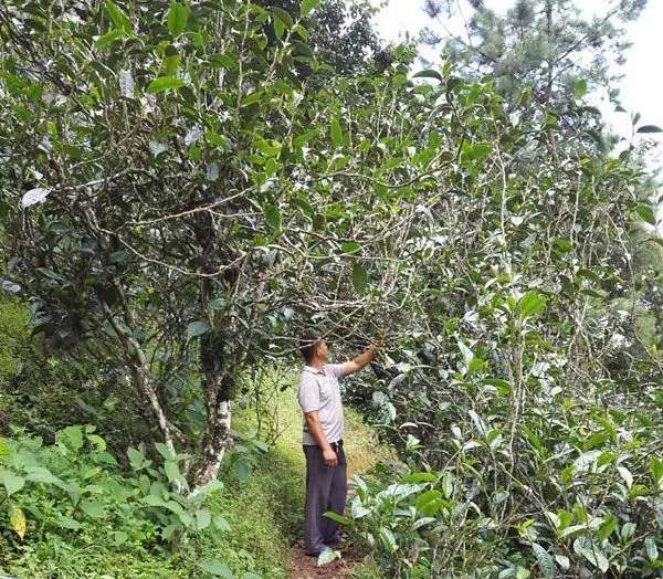 2021壩糯古樹秋茶藤條茶！不是樹種，而是這樣形成的！