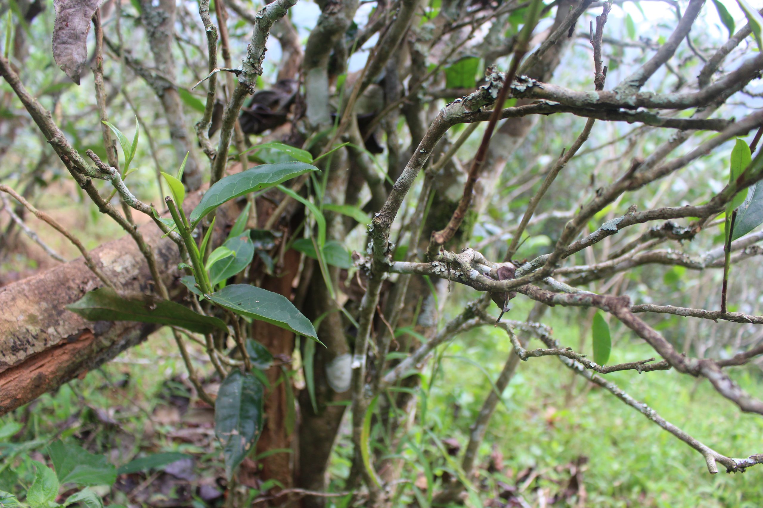 2021年壩糯古樹秋茶價格多少？