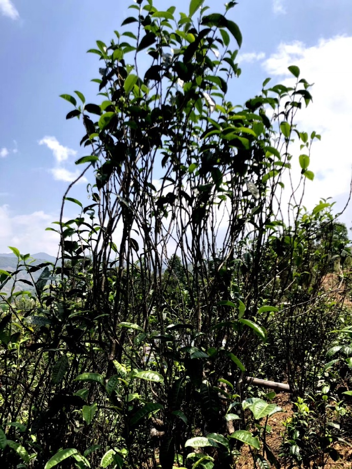 2021年壩糯古樹秋茶品鑒！