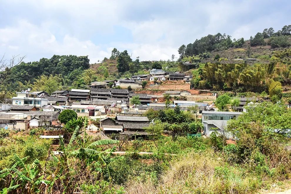 2021年正氣塘古樹秋茶特點是什么？