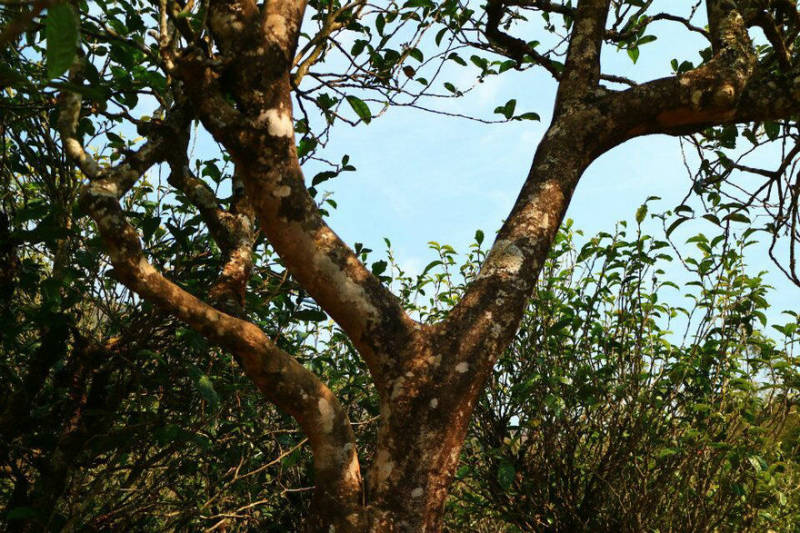 2021年冰島南迫古樹秋茶口感？