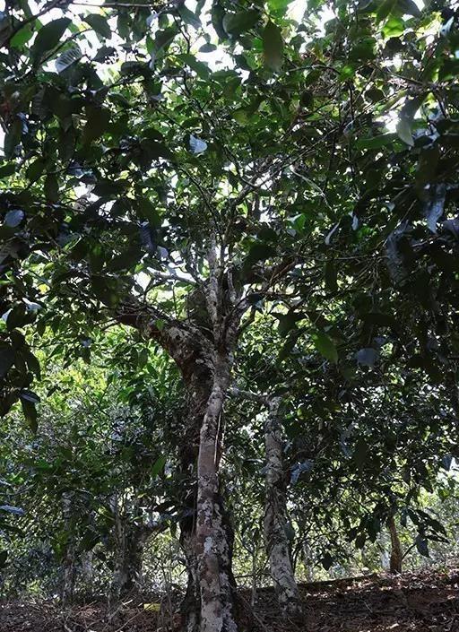 2021年臨滄南迫古樹秋茶——品質(zhì)僅次于冰島的茶山