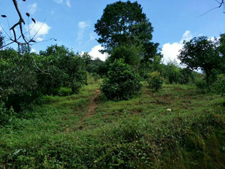 2021年冰島南迫古樹秋茶特點(diǎn)？