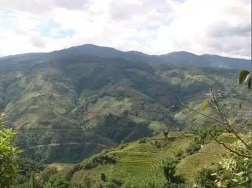 2021年冰島南迫古樹秋茶價格是多少？